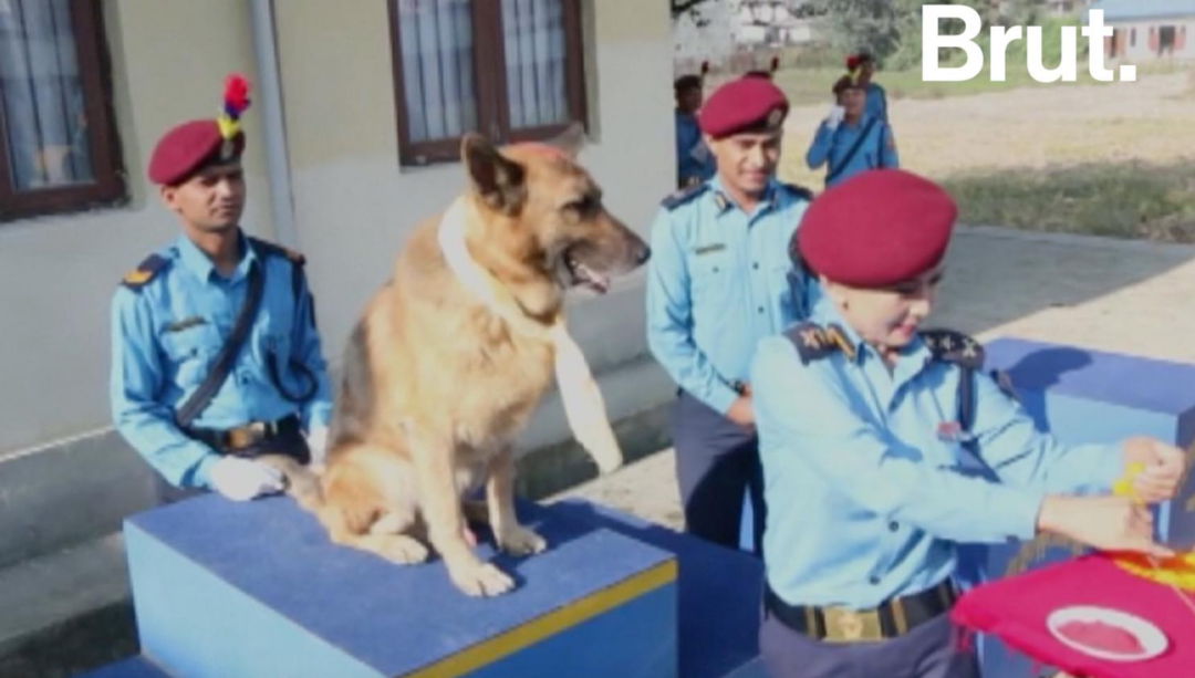 Au Népal, une cérémonie qui a du chien