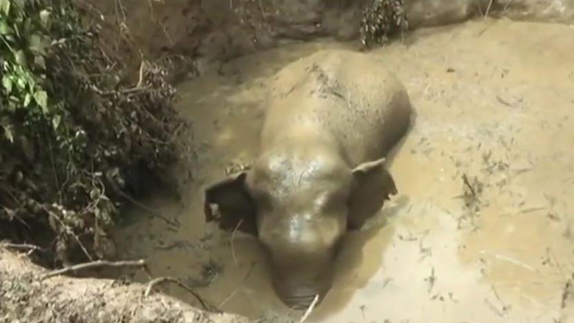 VIDEO. Un éléphant tombé dans un puits secouru au Sri Lanka