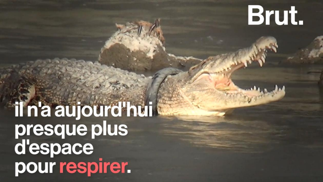 En Indonésie, un crocodile prisonnier d’un pneu risque d’étouffer