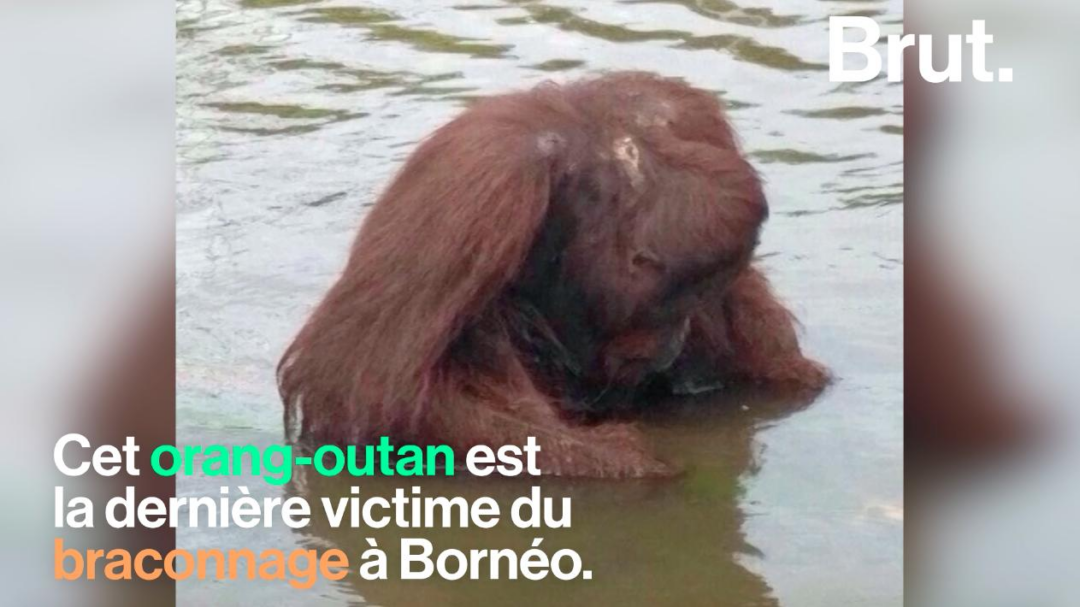 VIDEO. Coups de machette, plombs dans la tête... Un orang-outan massacré à Bornéo