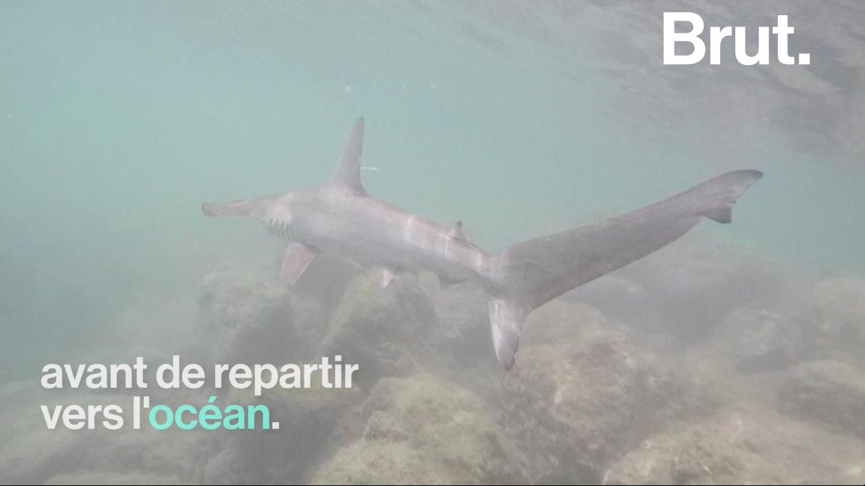 VIDEO. Une pouponnière naturelle de requins marteaux, vieille de plusieurs centaines de milliers d’années, découverte aux Galapagos