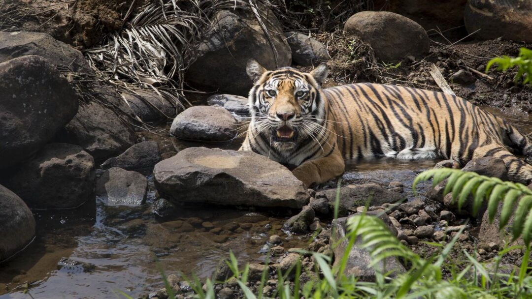 Indonésie : un homme tué par un tigre de Sumatra