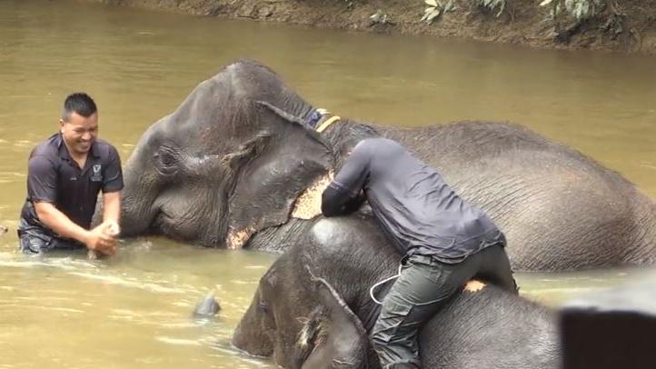 Malaisie : un centre aide les éléphants à se réinsérer