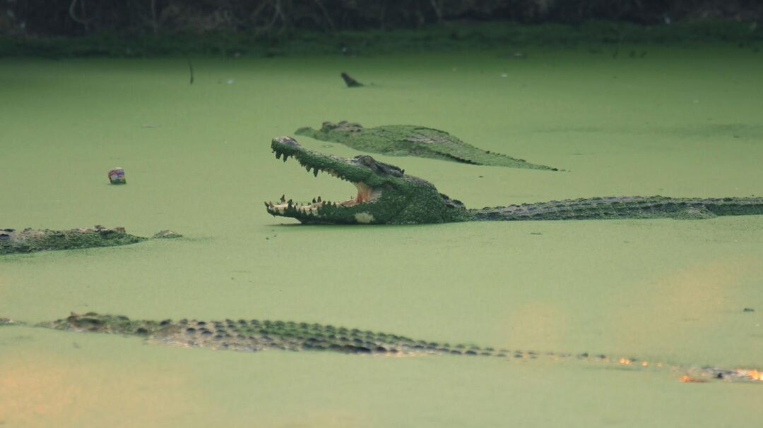 Indonésie : une foule en colère massacre près de 300 crocodiles