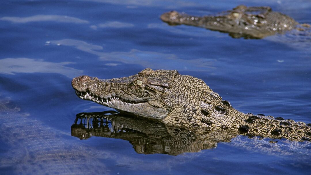 Australie : les autorités à la recherche de réfugiés échoués dans une zone infestée de crocodiles
