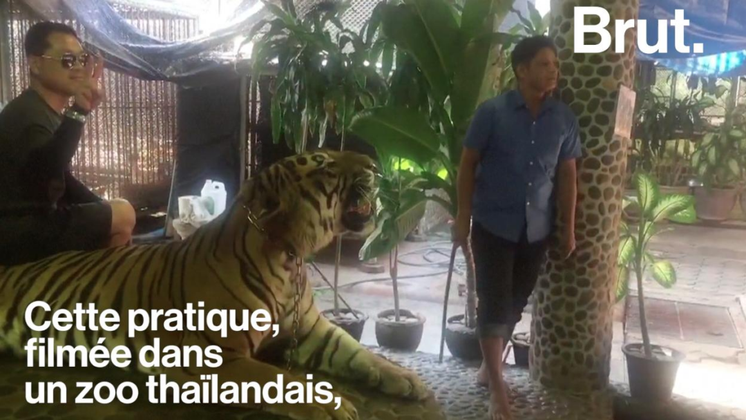 VIDEO. En Thaïlande, des selfies de tigres créent la polémique