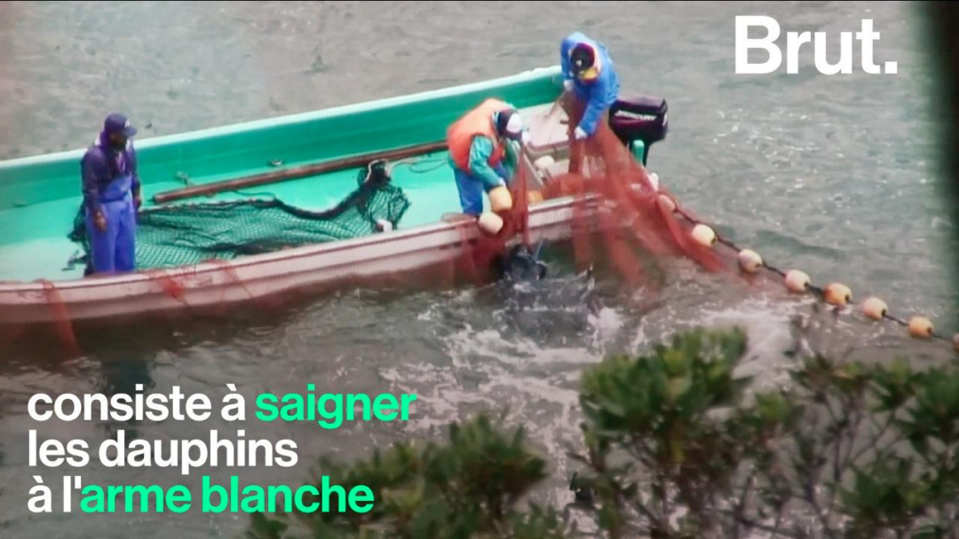 VIDEO. Au Japon, des chasseurs tuent quotidiennement des dizaines de dauphins