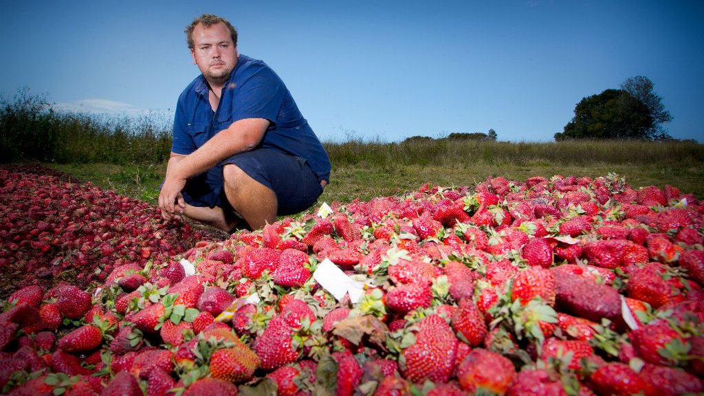 Aiguilles dans les fraises en Australie : une femme a été inculpée