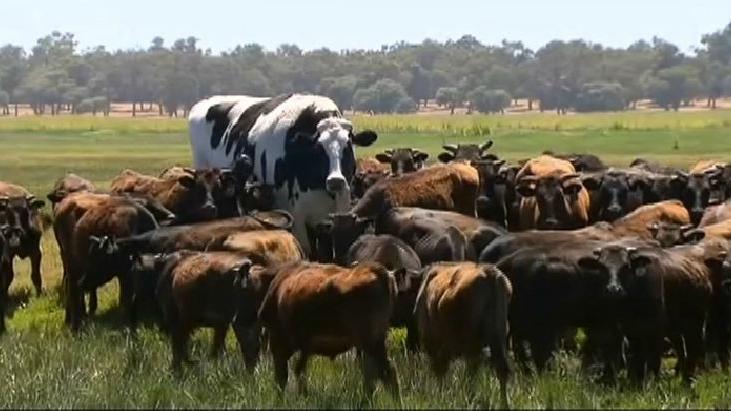 Australie : un bœuf "géant" échappe à l'abattoir, mais attire l'attention des médias du monde entier