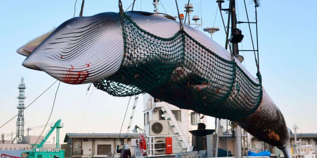 Le Japon va « reprendre la pêche commerciale » de la baleine