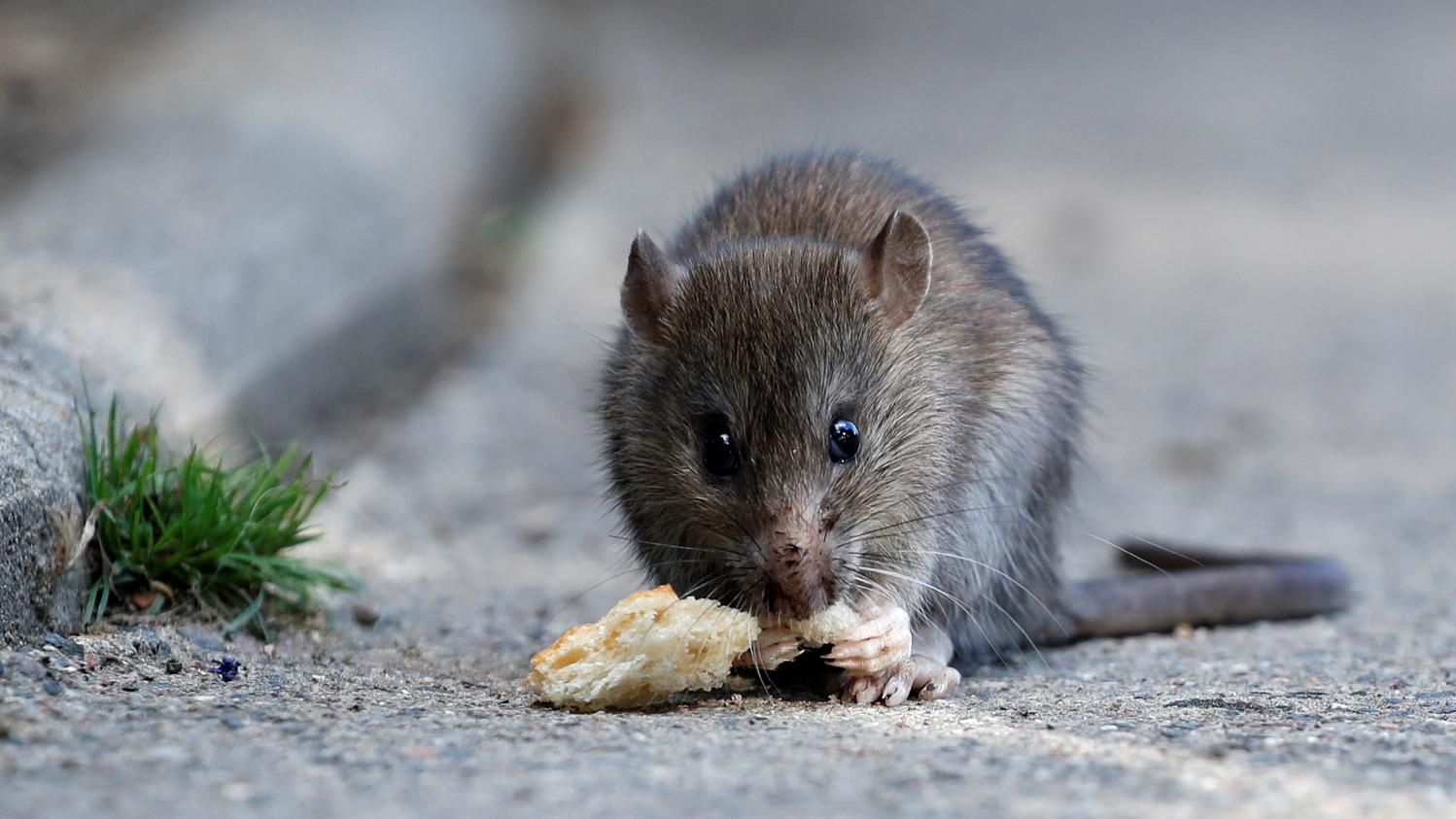 Inde : le succès de la viande de rat