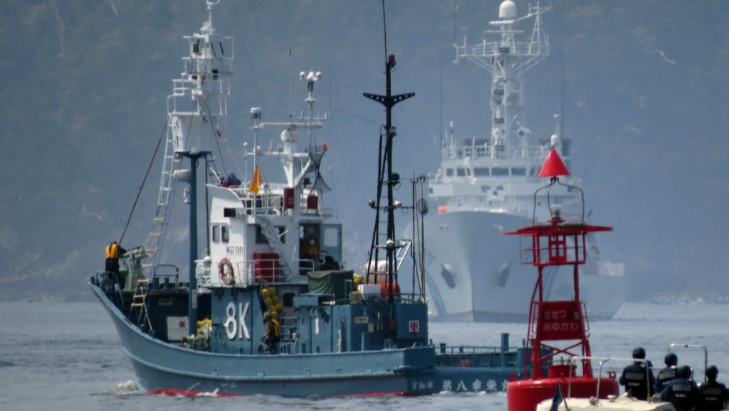 Le Japon quitte la Commission baleinière internationale pour relancer la pêche commerciale à la baleine