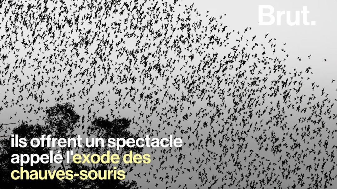 VIDEO. La grotte du Cerf, un abri pour des millions de chauves-souris