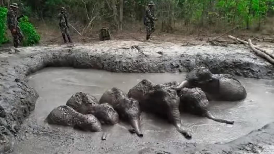 VIDEO. Thaïlande : des bébés éléphants secourus par des gardes forestiers