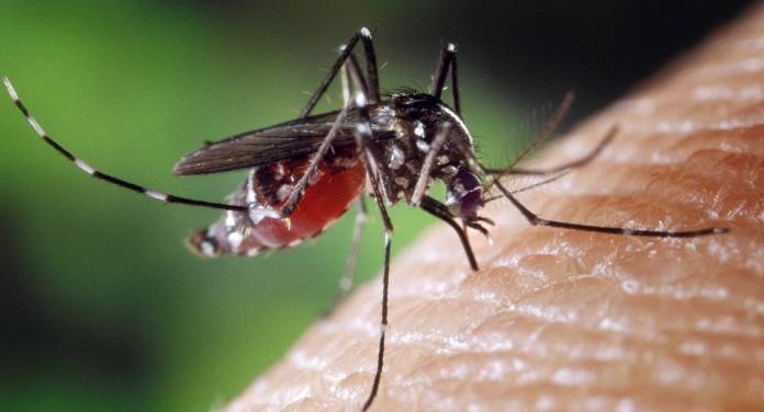 27 morts de la dengue en Thaïlande - Actu, Santé
