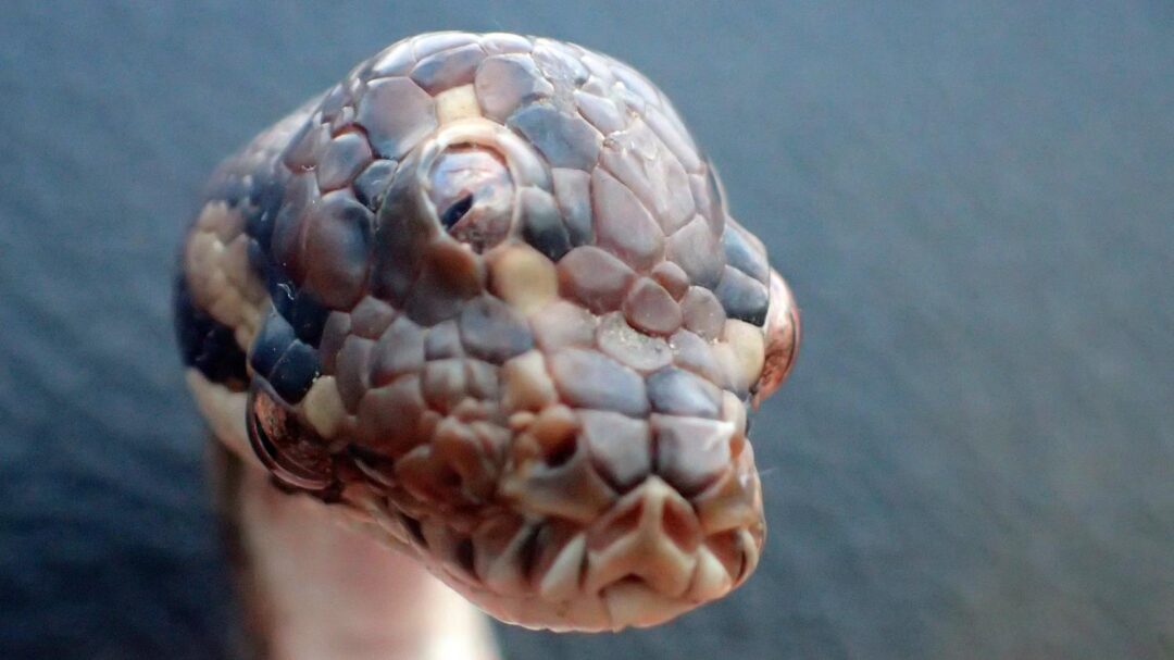 Un serpent à trois yeux découvert en Australie