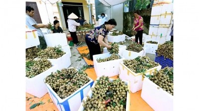 Exportation de longanes frais : le Vietnam attend le feu vert de l'Australie