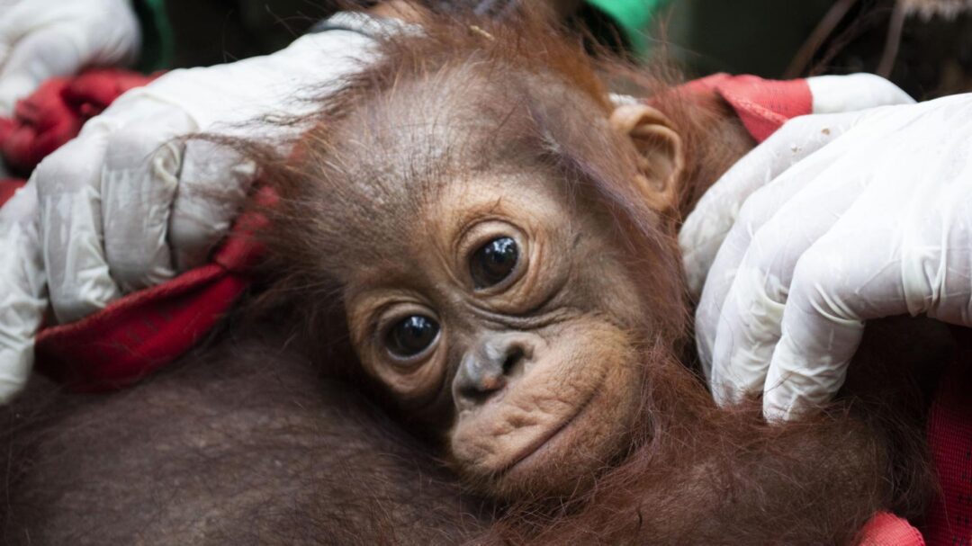 VIDEO. En Indonésie, des sauveteurs déplacent deux orangs-outans pour les sauver des incendies qui ravagent la forêt