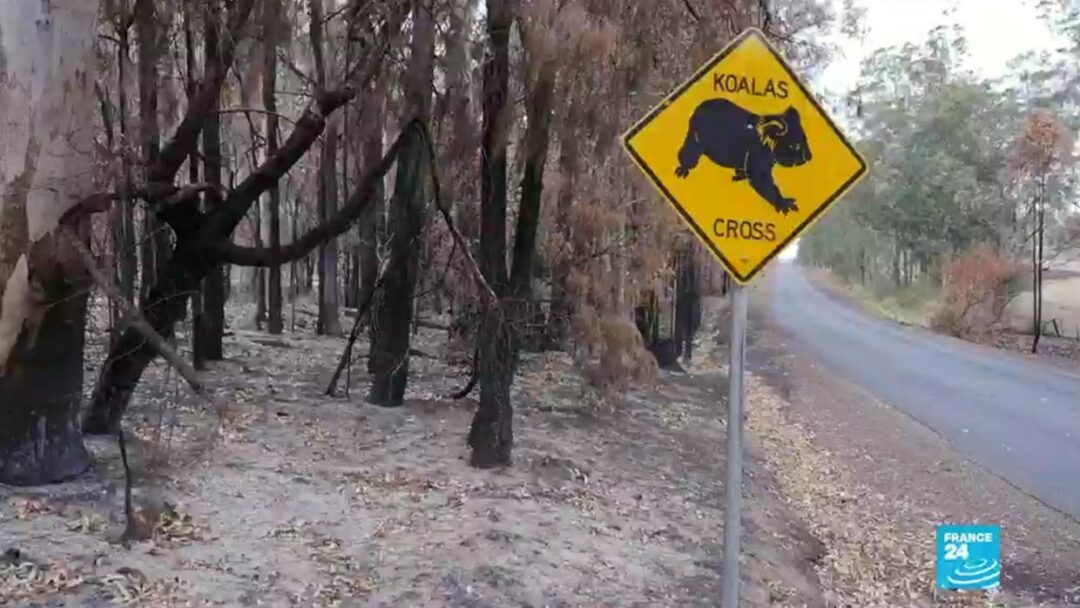 En Australie, les incendies ont ravagé une partie de l'écosystème
