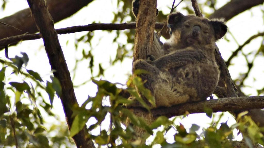 Australie : des dizaines de koalas morts après la destruction d'une plantation d'eucalyptus