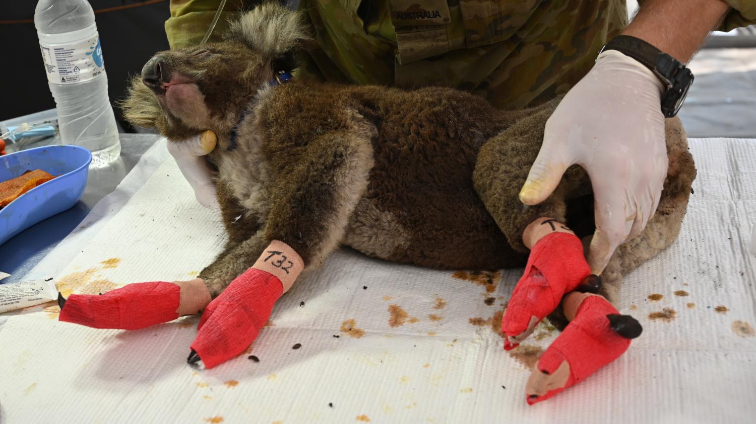 On ne pouvait pas le rater. Arrêtez d'envoyer des moufles en Australie !