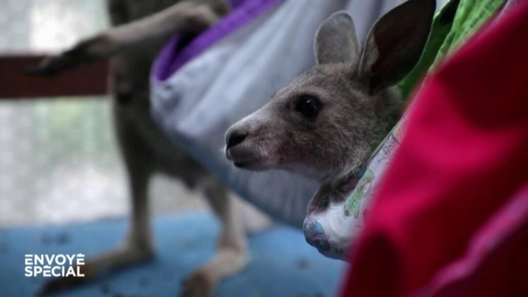 VIDEO. Australie : un refuge pour les kangourous rescapés des incendies