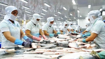 De bons signes pour les poisson-chats vietnamiens sur de grands marchés importateurs