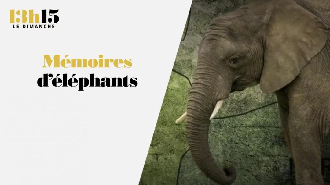 "13h15 le dimanche". Mémoires d'éléphants