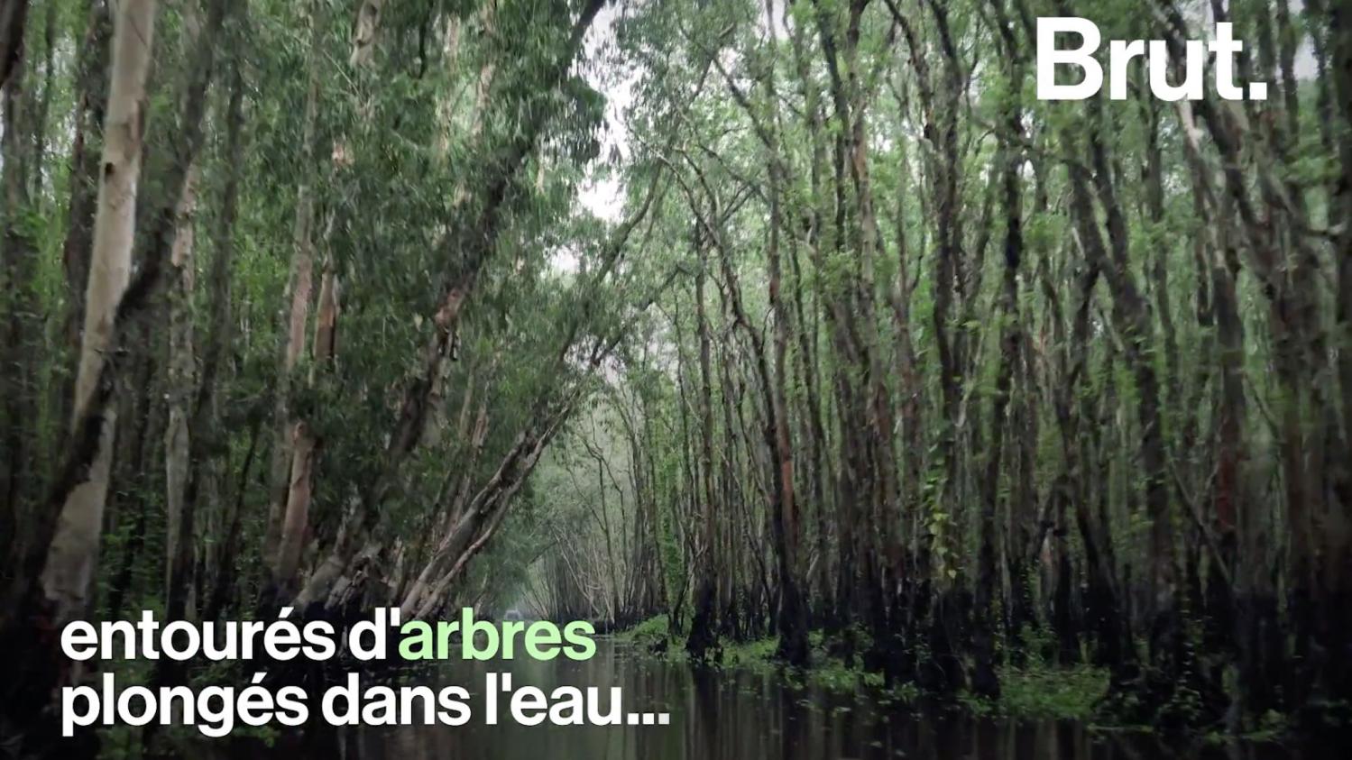 VIDEO. À l'abri du tourisme de masse, les paysages magiques de Tra Su au Vietnam