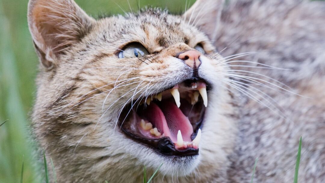 En Australie, des campagnes d'extermination ont été lancées contre de terribles prédateurs : les chats