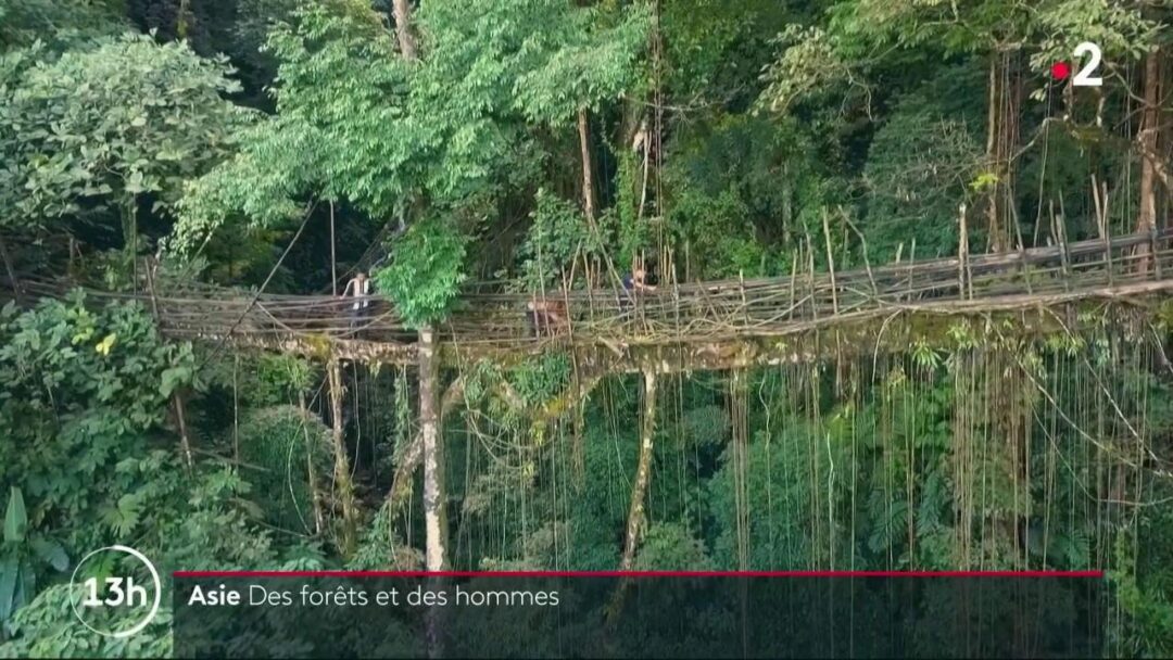 Asie : des forêts et des hommes