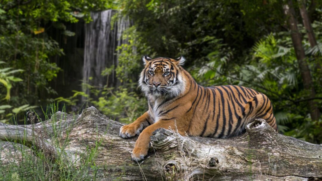 Une journée mondiale du tigre : une espèce en danger critique d'extinction