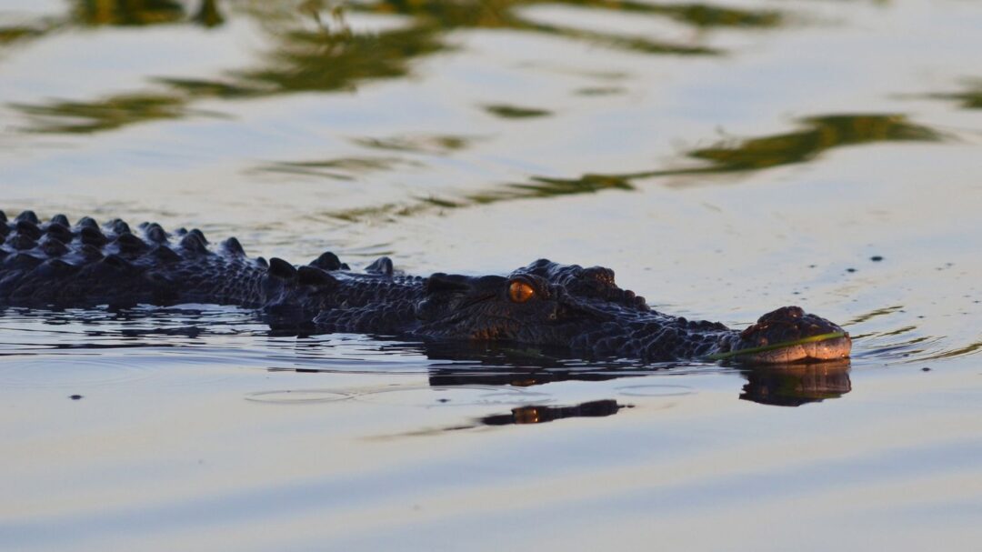 En Australie, un fugitif retrouvé nu dans une zone infestée de crocodiles
