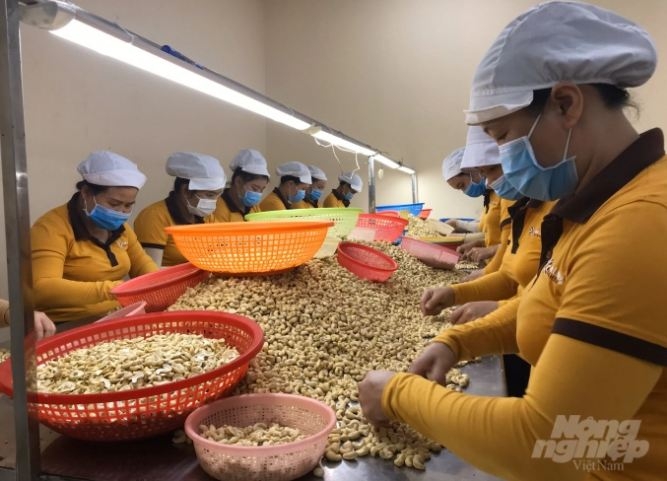 Un record de plus de 500 000 tonnes des exportations de noix de cajou du Vietnam