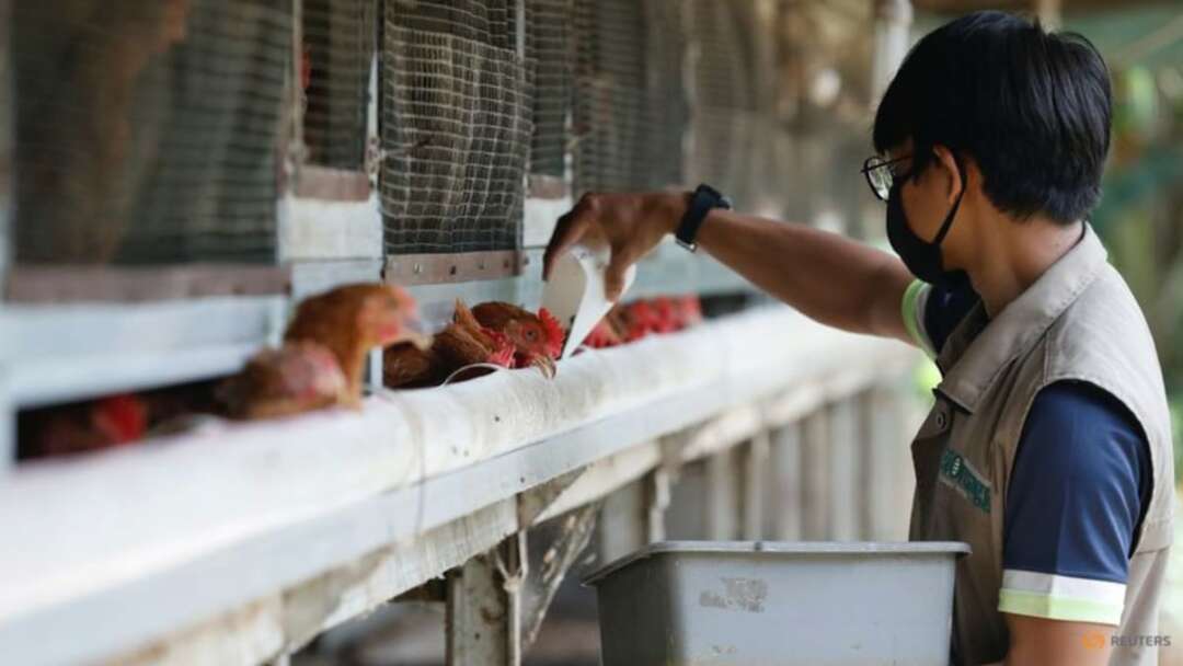 L'Indonésie cherche à exporter des poulets vers Singapour, qui souffre d'une pénurie