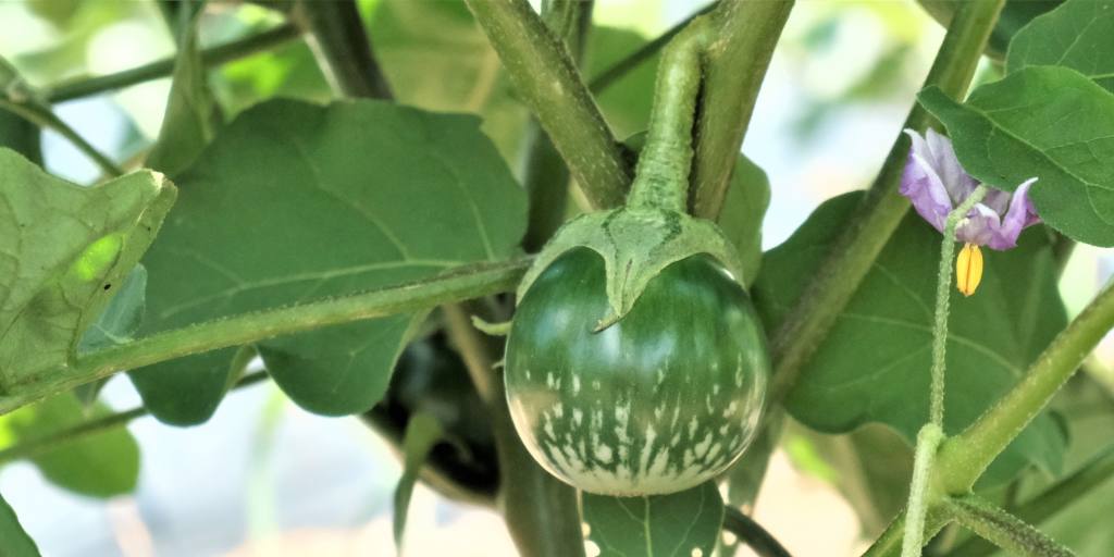 Une entreprise de curry s'essaye à la culture de légumes thaïlandais au Japon