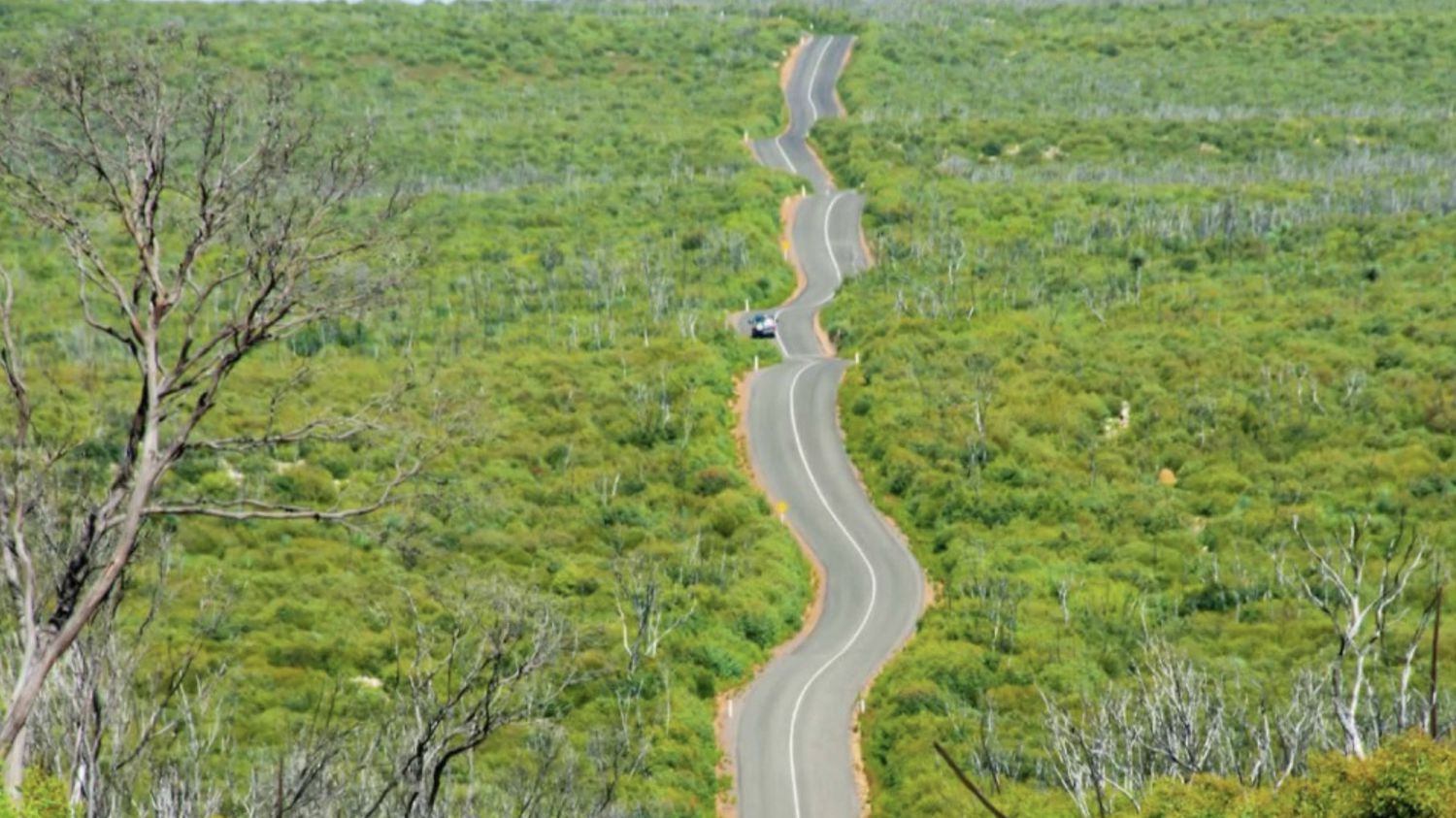 Australie : après les violents incendies de 2019, la forêt renaît de ses cendres