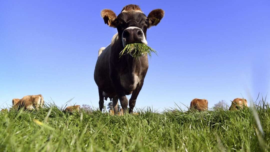 La Nouvelle-Zélande veut taxer les pets et les rots des vaches pour lutter contre le réchauffement climatique