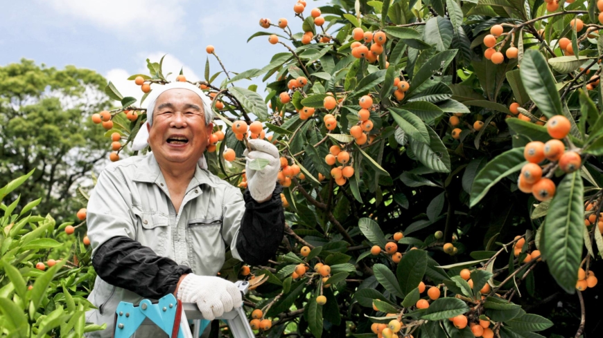 Travailler pour toujours : les seniors japonais se préparent à une vie sans retraite