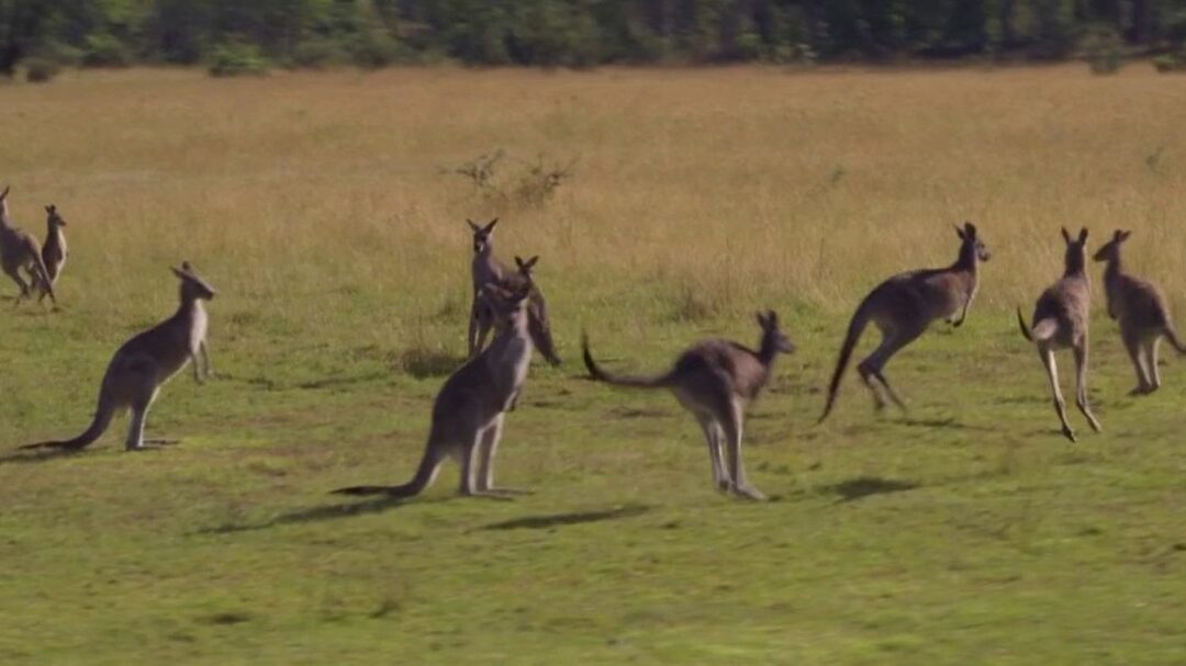 Australie : l'inquiétante prolifération des kangourous