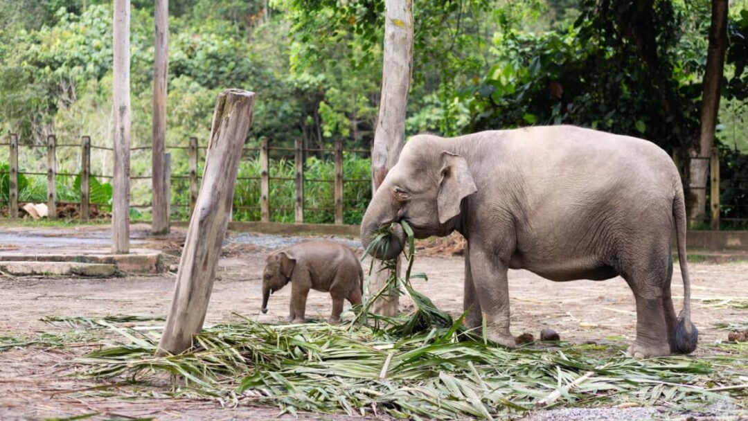 AU FOCUS : La protection des éléphants en voie de disparition de Sabah sous les projecteurs après que le maître-chien ait été encorné à mort