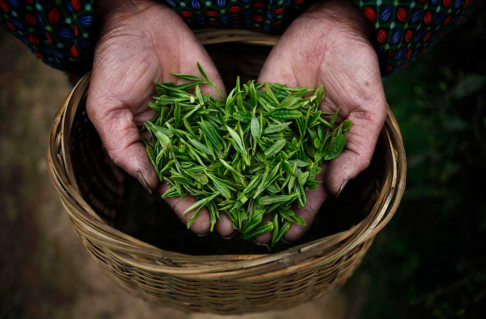 Tempête dans une théière : le changement climatique frappe l’art ancien de la culture du thé