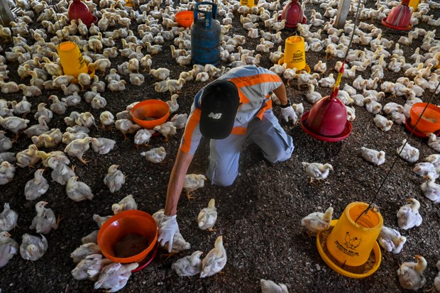 La pneumonie, la grippe aviaire et d'autres épidémies suscitent des inquiétudes quant à une nouvelle contagion en Asie