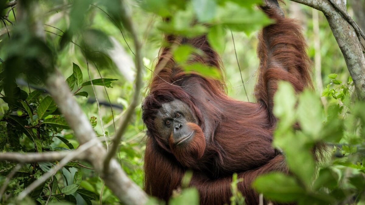 La Malaisie amende sa "diplomatie de l'orang-outan", préférant finalement garder ses primates en liberté