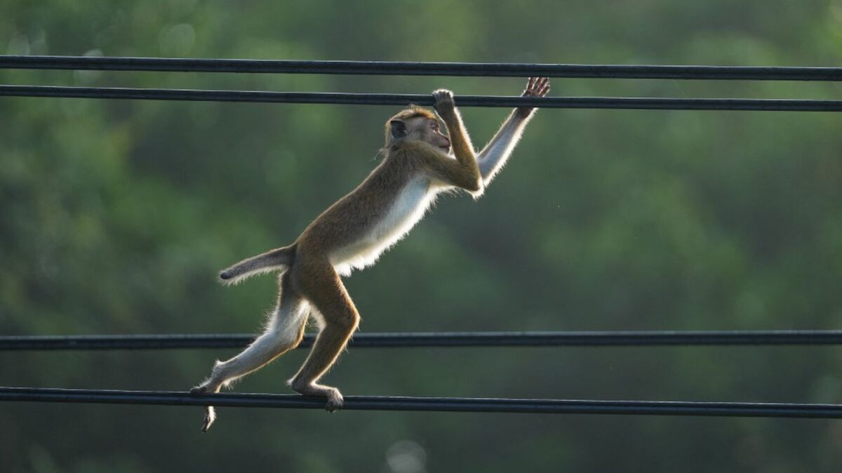 Un singe provoque une panne de courant générale au Sri Lanka