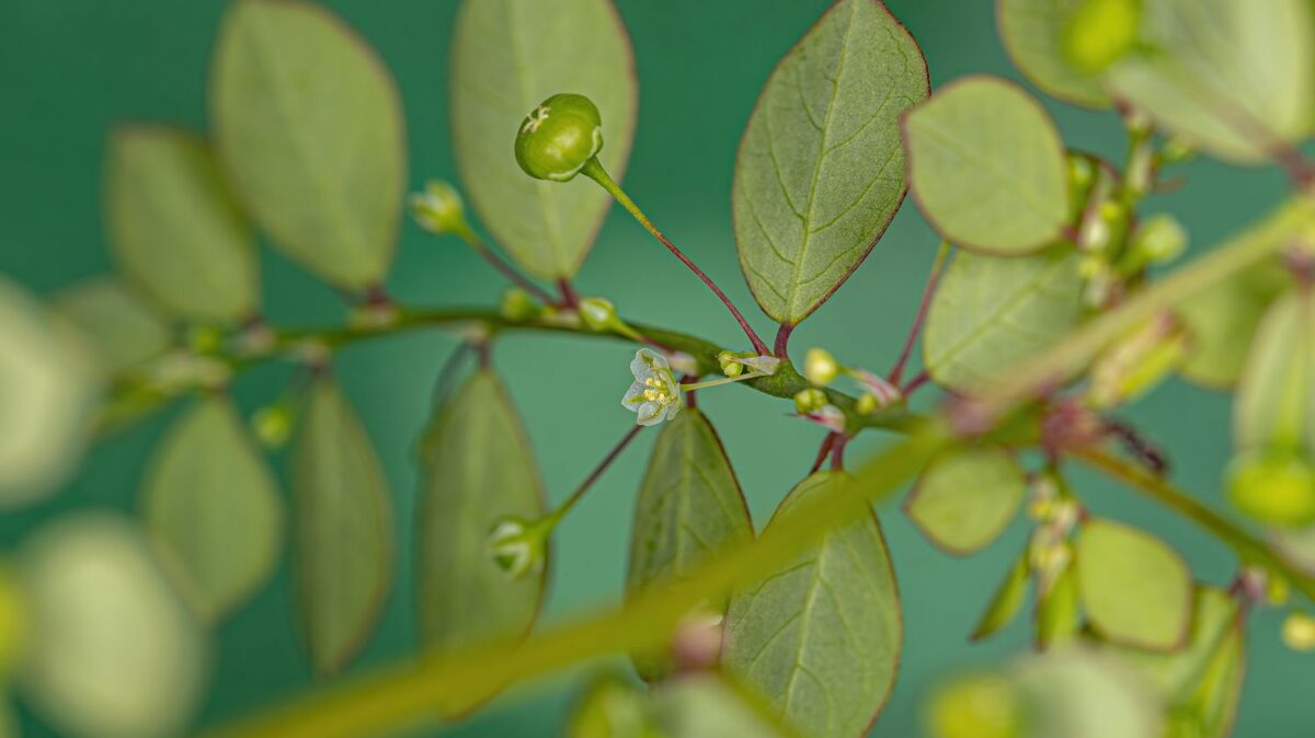 Une alternative à l'extraction minière du nickel : la Malaisie cultive une plante capable d'absorber le métal contenu dans le sol