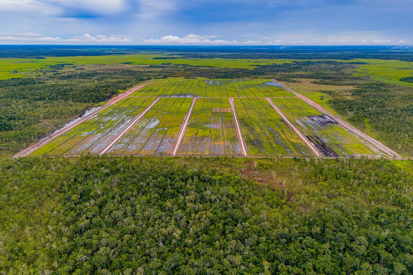 En Indonésie, « le plus grand projet de déforestation au monde » menace les terres ancestrales de tribus papoues