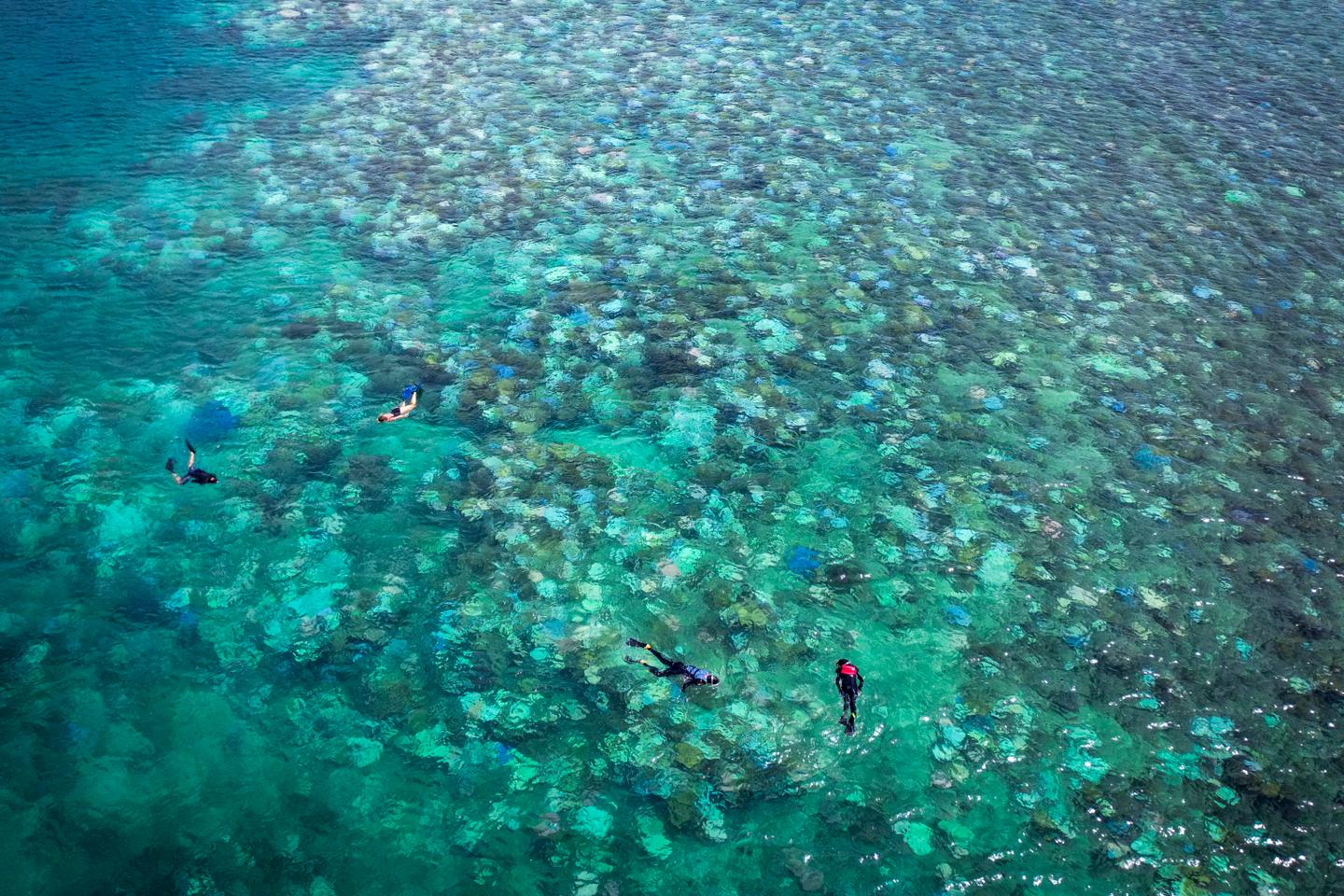 En Australie, les écosystèmes marins affectés comme jamais par le réchauffement climatique