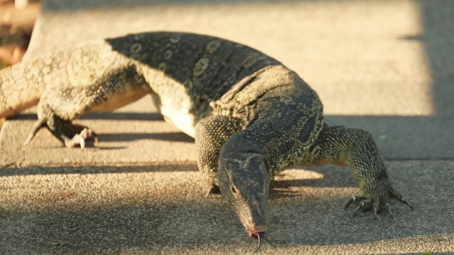 "Un petit Godzilla" : en Thaïlande : la prolifération des varans en ville force les habitants à la cohabitation