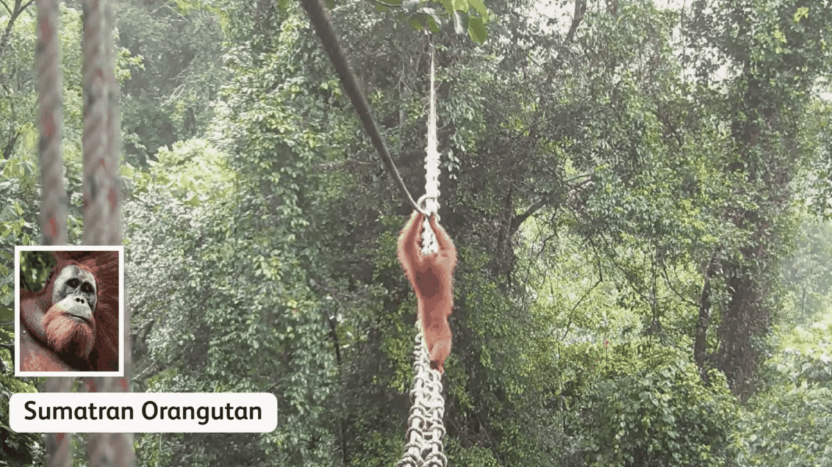 Un orang-outan emprunte pour la première fois une passerelle aménagée en Indonésie pour la faune sauvage